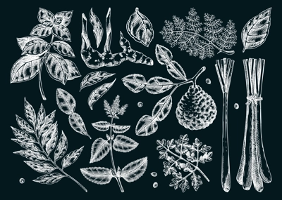 Asian cuisine herb and spice sketches set. Basil, curry, calangal, cilantro, lime chalk drawing. Kitchen spices hand-drawn vector illustration. NOT AI generated